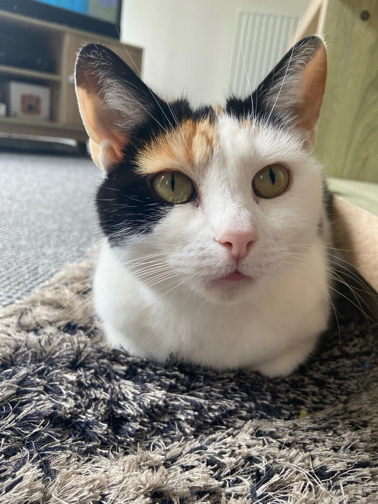 Image uploaded by Ashley