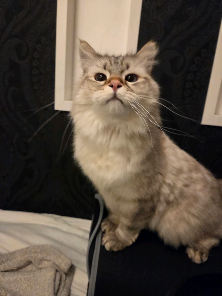 GIF uppladdad av Gustav