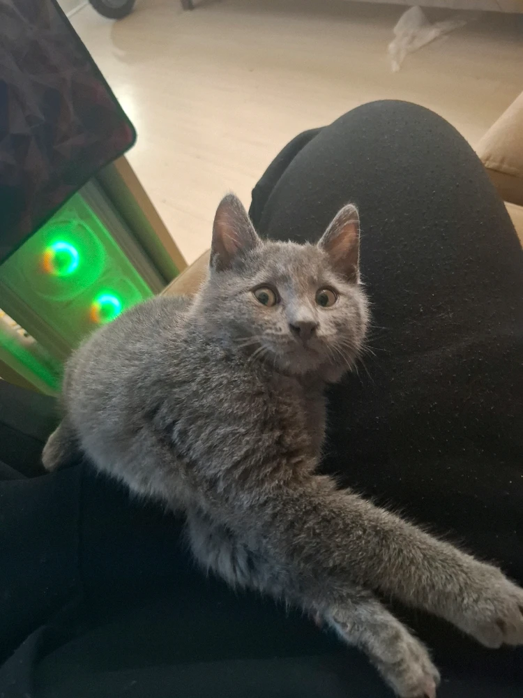 Mustafa tarafından yüklenen GIF