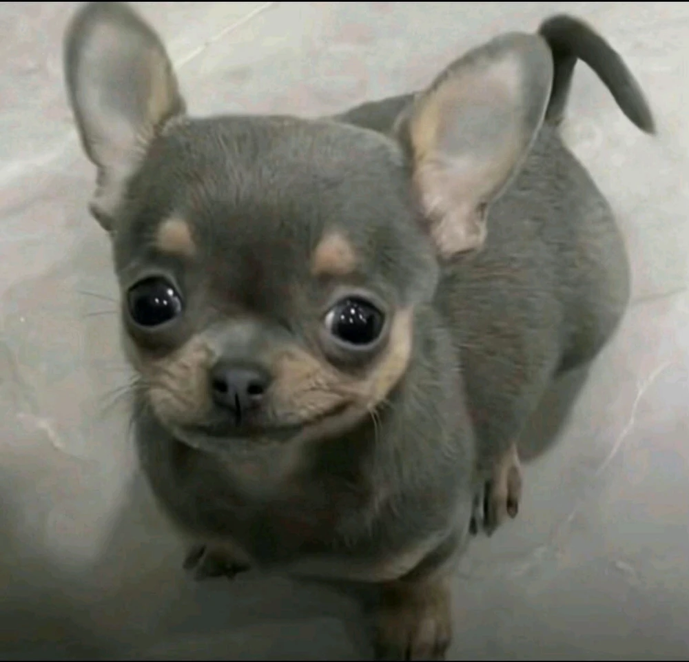 GIF uploaded by Natྀི