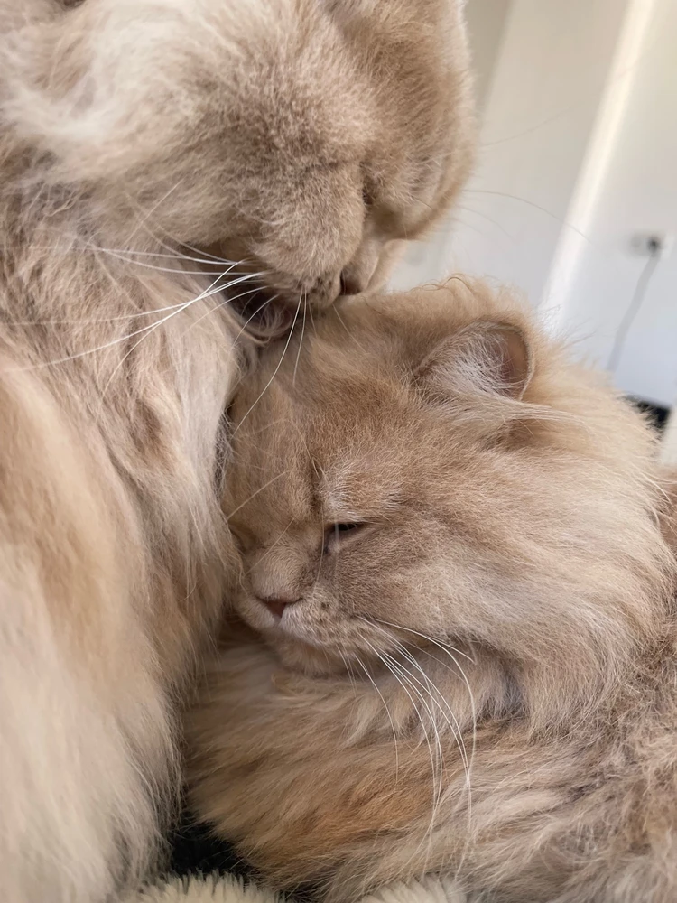 GIF uploaded by Weaam