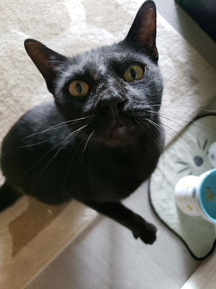 GIF uploaded by Morgan