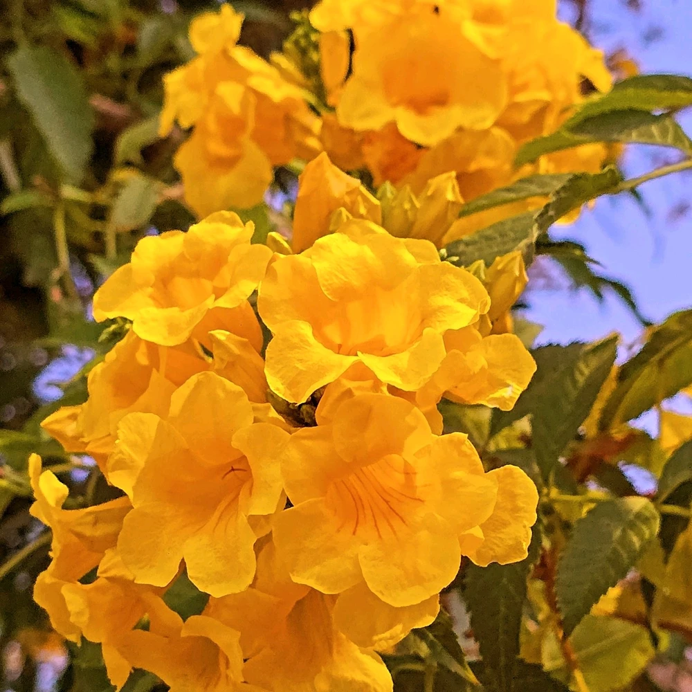 Image uploaded by Gheng