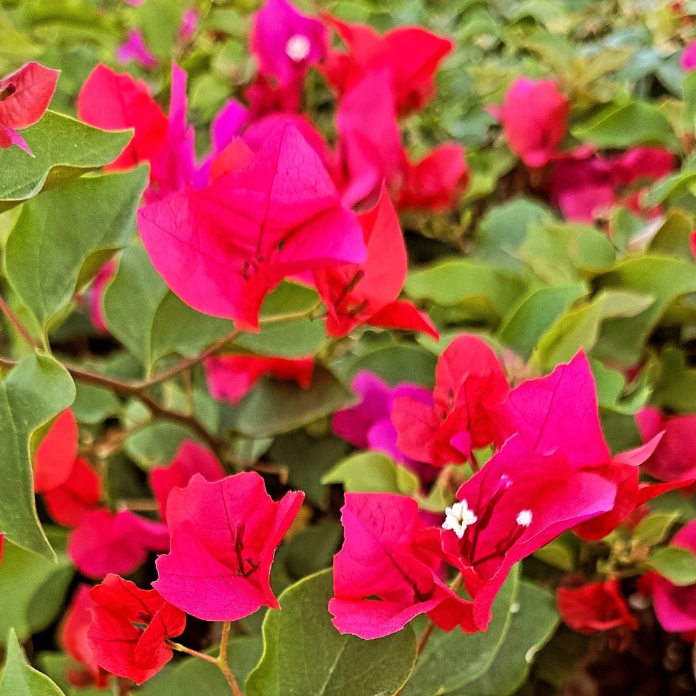 Image uploaded by Gheng