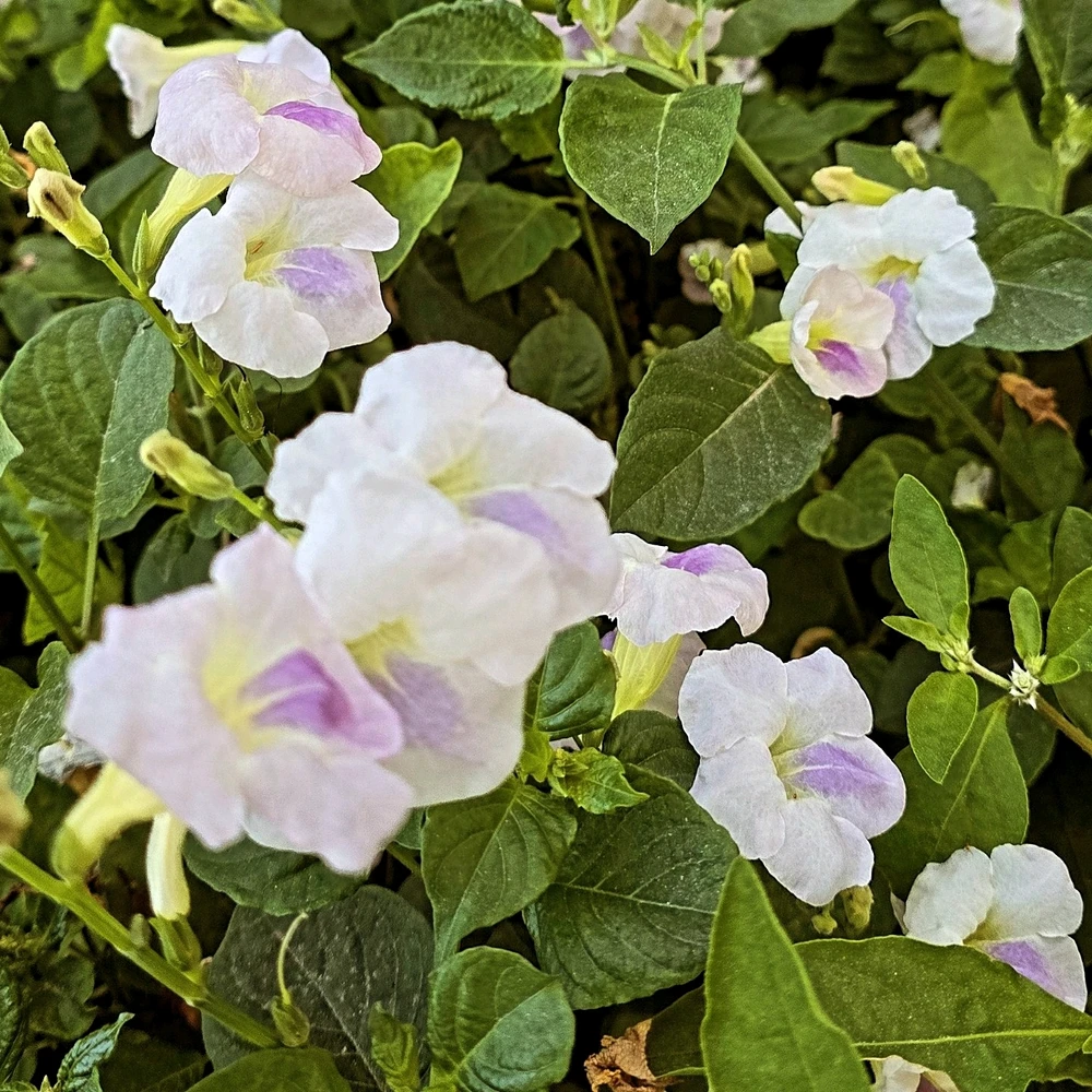 Image uploaded by Gheng