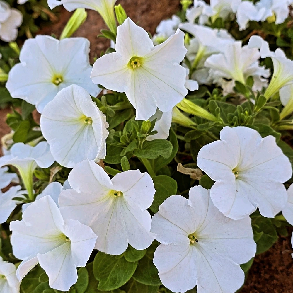 Image uploaded by Gheng