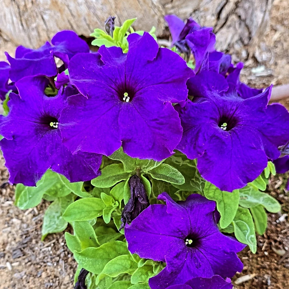 Image uploaded by Gheng