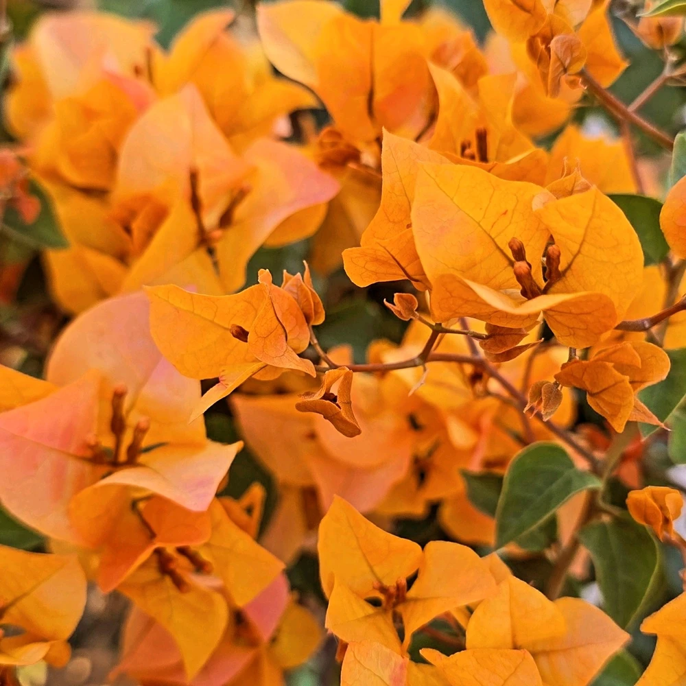 Image uploaded by Gheng