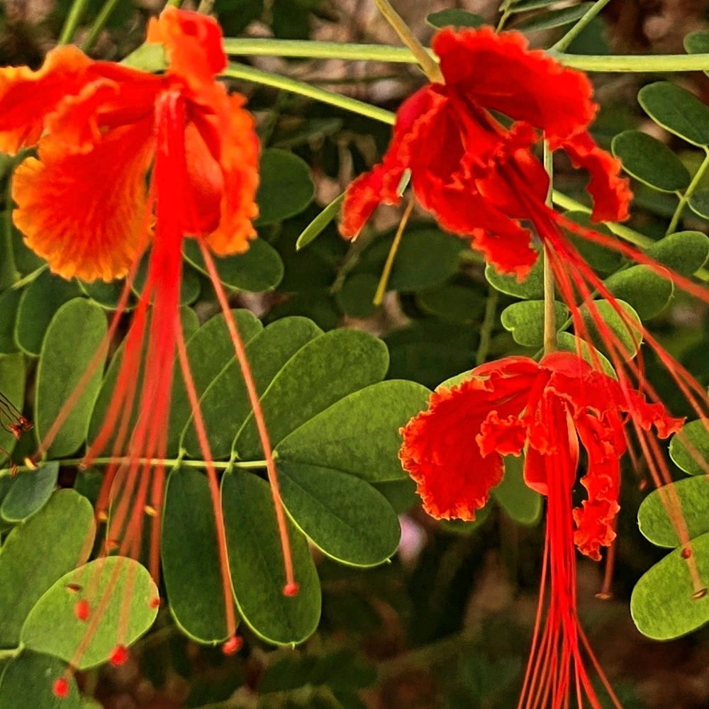 Image uploaded by Gheng