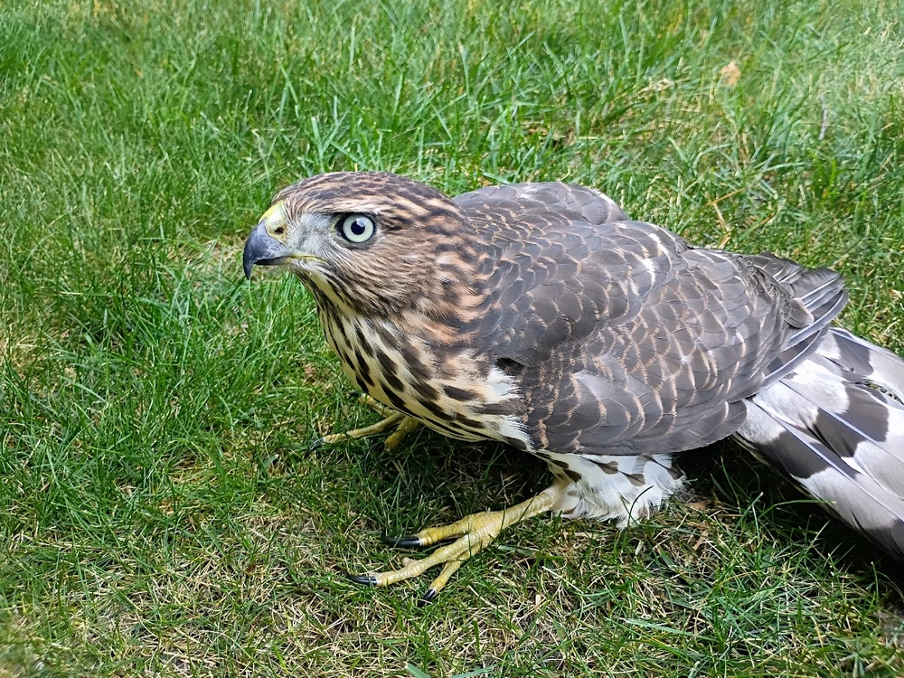 Image uploaded by Mac