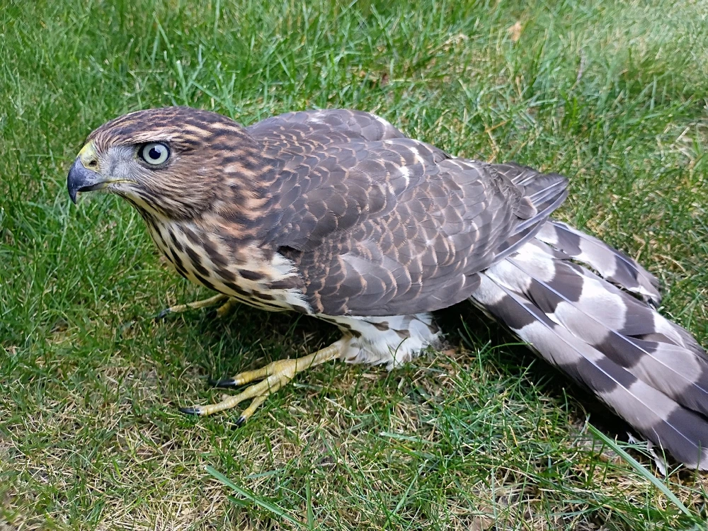 Image uploaded by Mac