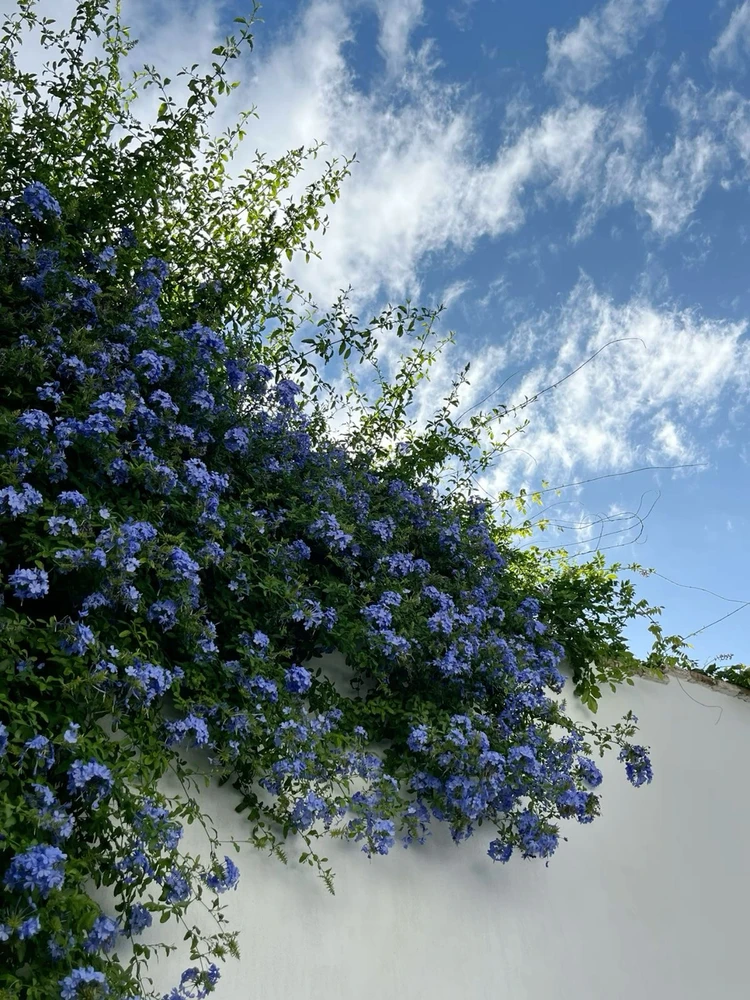 GIF uploaded by Yosef Levy