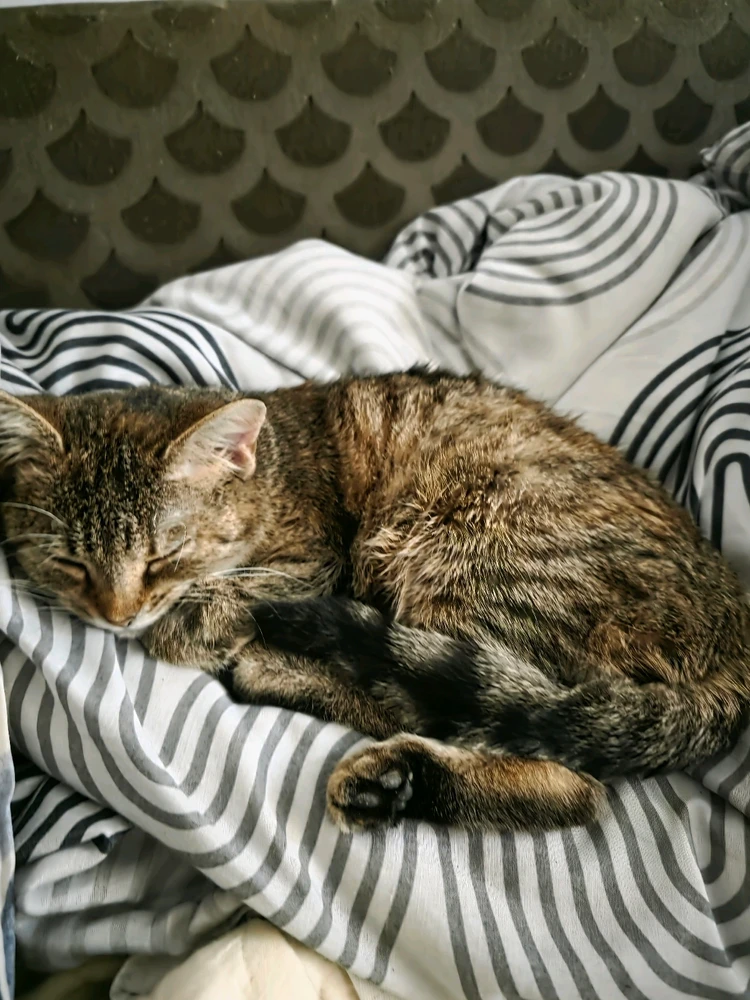 Wahwayvokah által feltöltött GIF