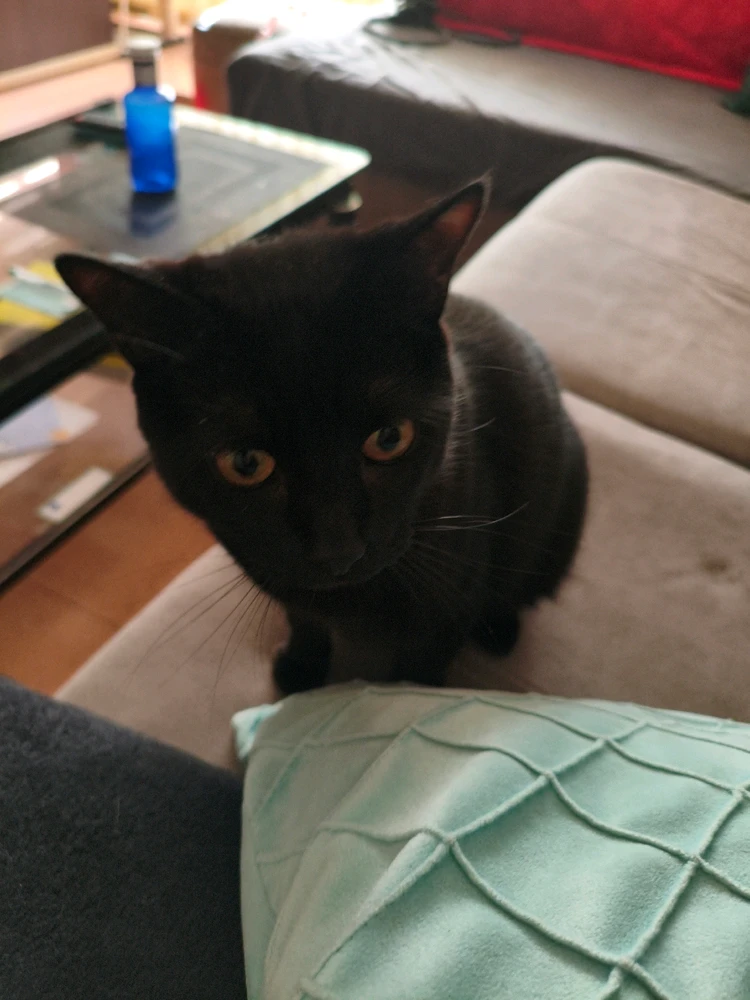 GIF uploaded by Mantecón