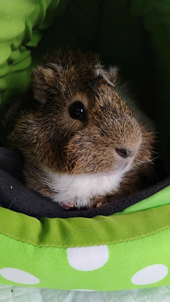 GIF subido por Leonardo Avendaño