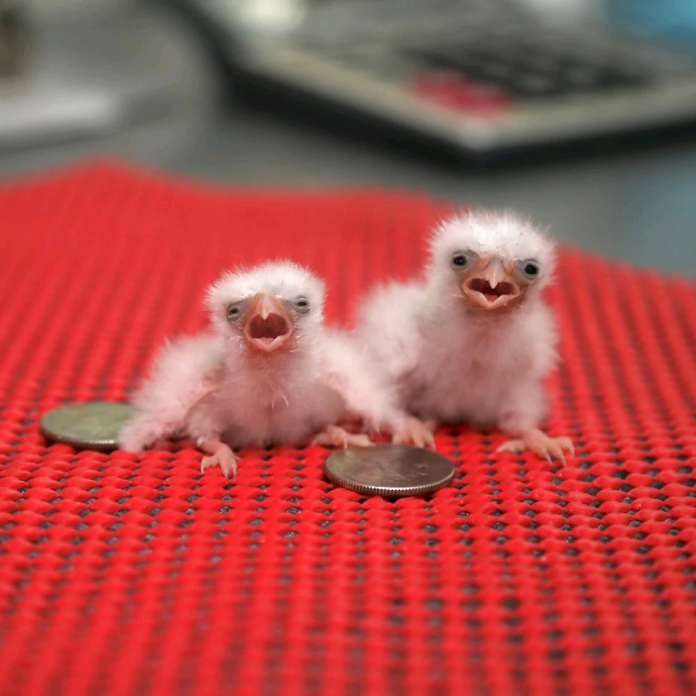 GIF hochgeladen von Osthexe