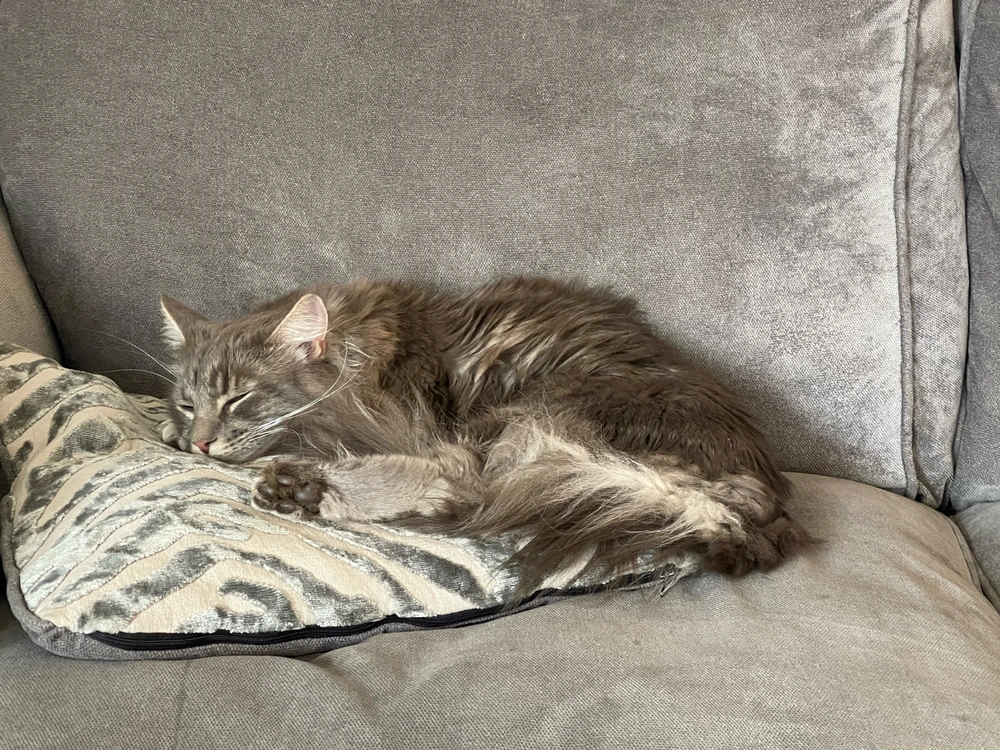 Gambar diunggah dening Harry