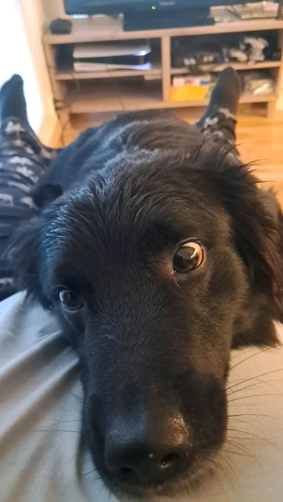 GIF lastet opp av Håvard