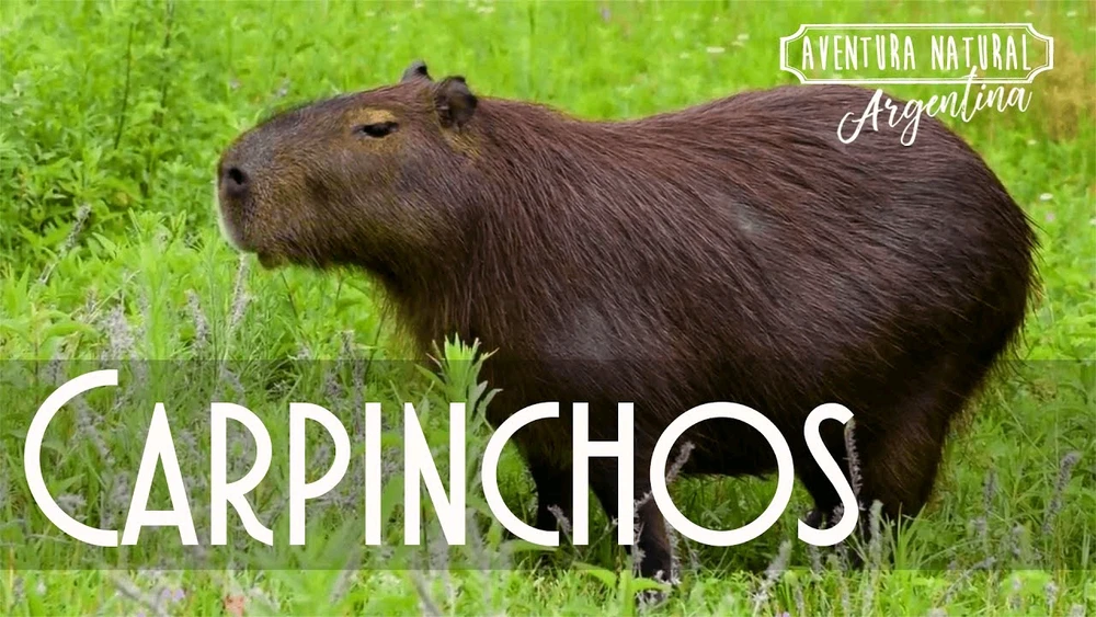 GIF uploaded by Florencia