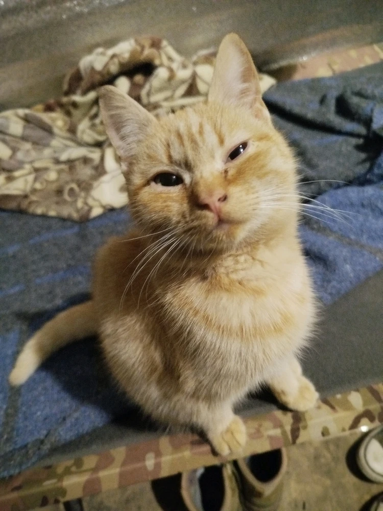 Гіфку завантажив Chief