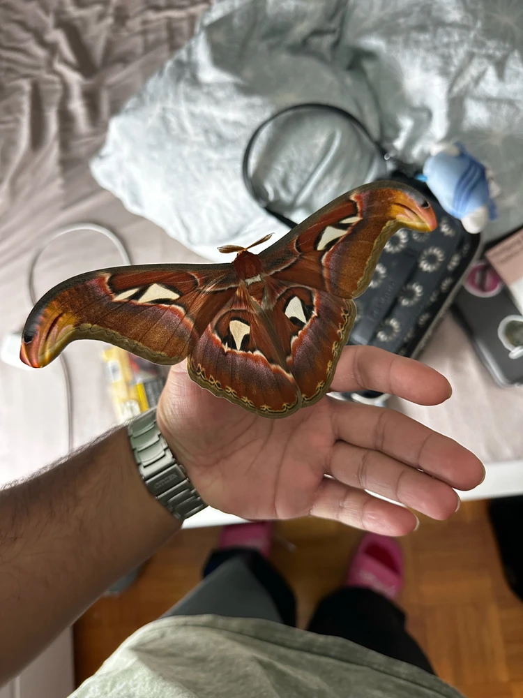 A. Atlas (“Alfredo (;”)