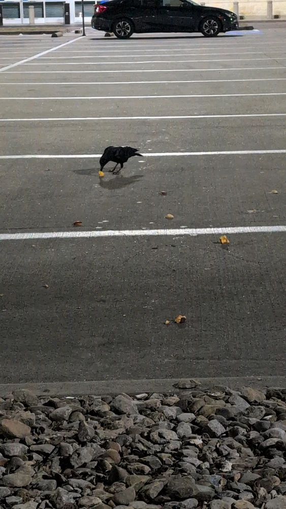 Image uploaded by Raven