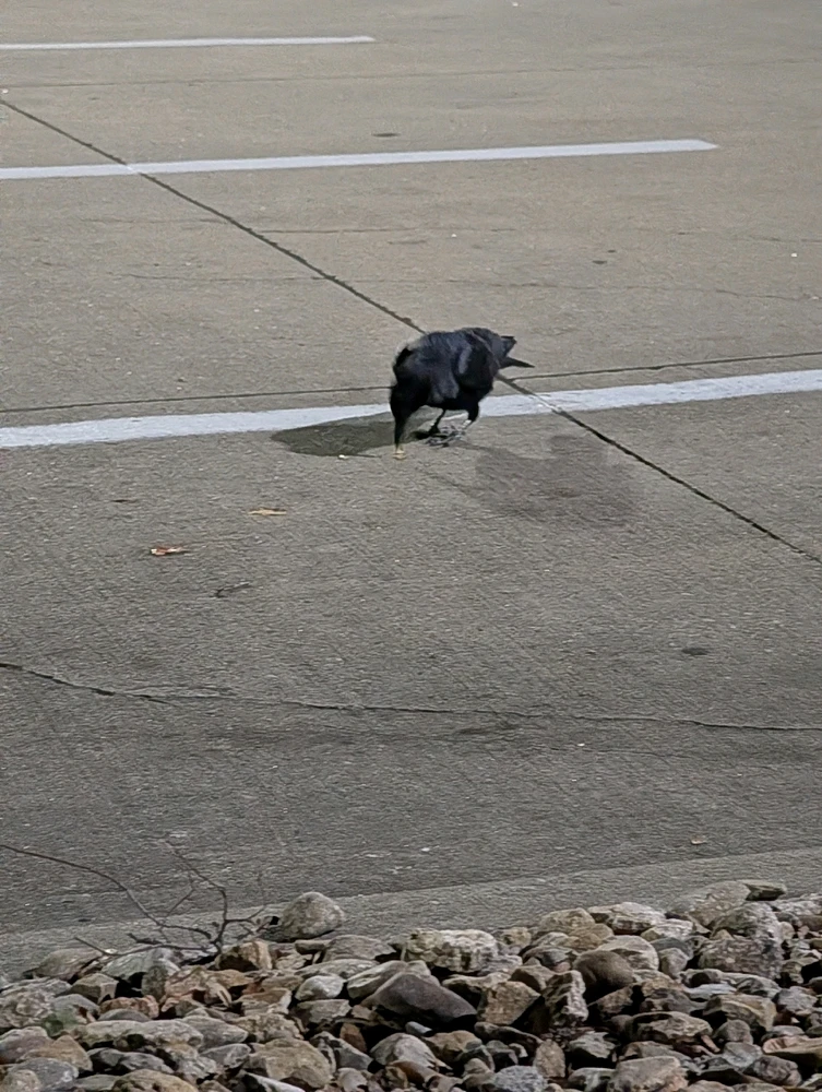 Image uploaded by Raven