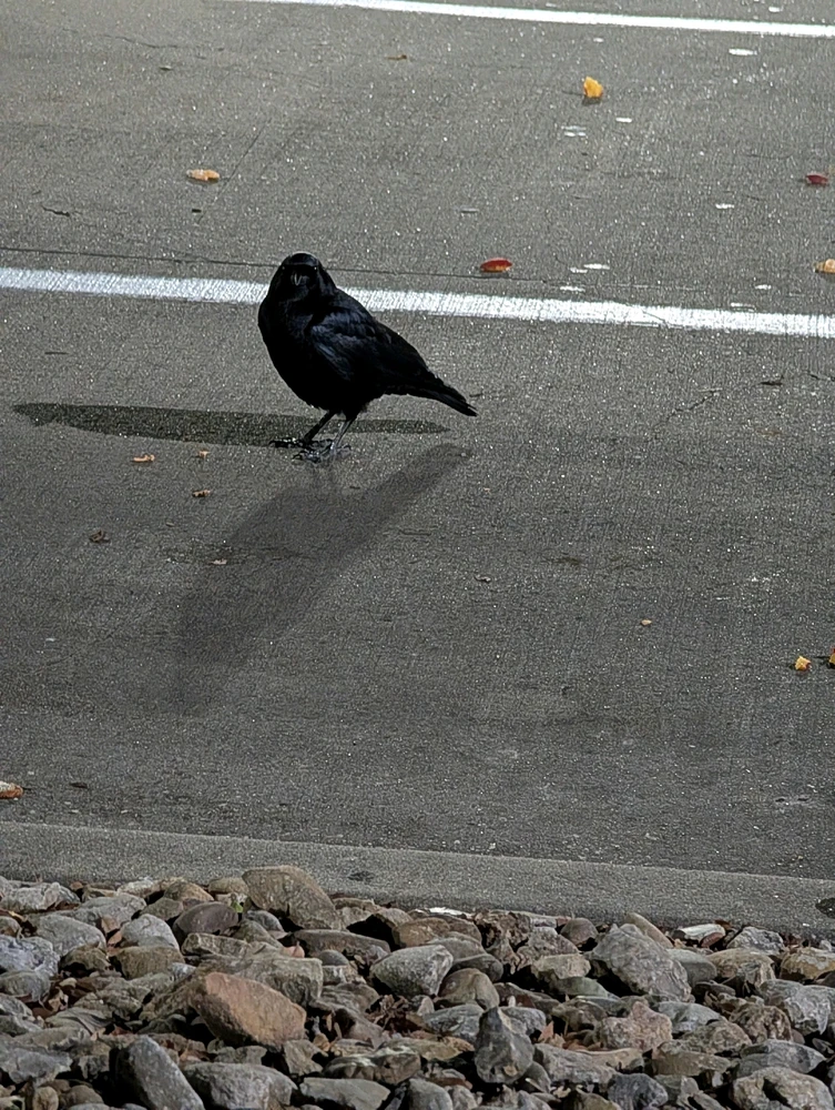 Image uploaded by Raven