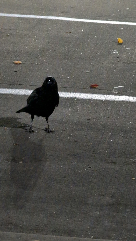 Image uploaded by Raven