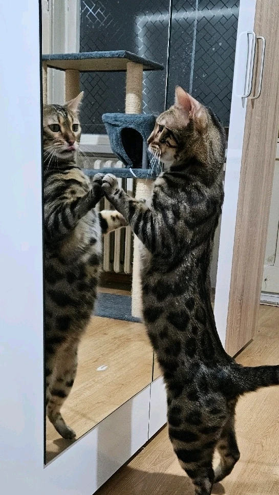 GIF uploaded by Antoan Mihaylov