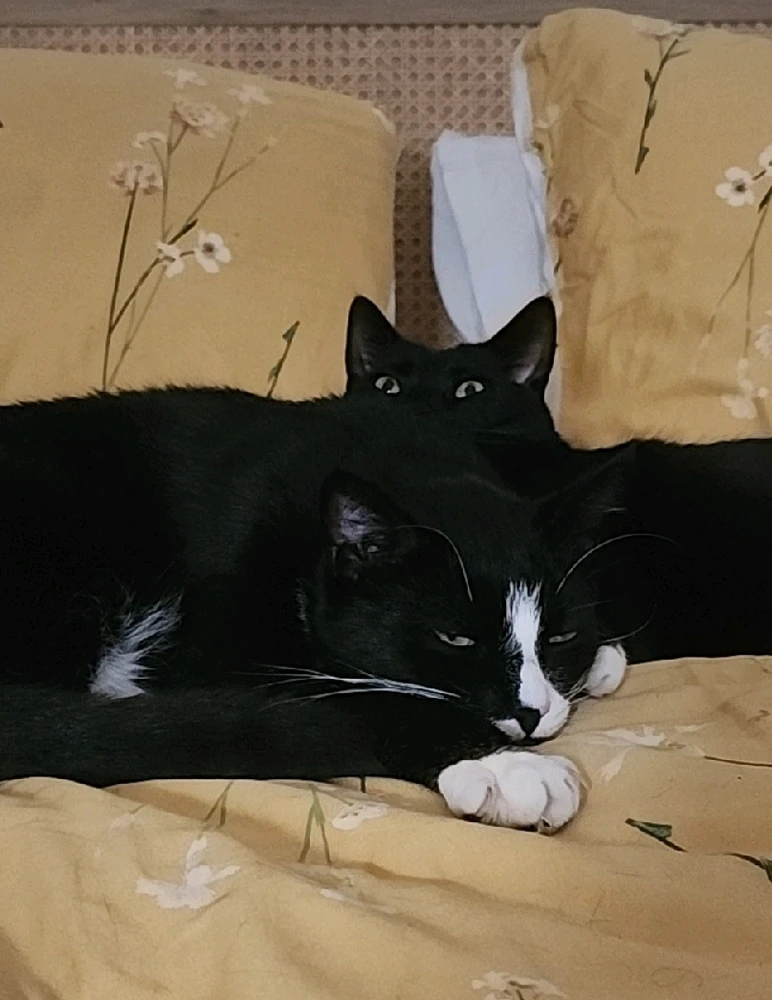 GIF uploaded by 𝕷𝔲𝔵