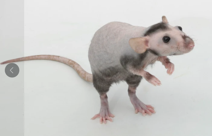 Image uploaded by Leilani