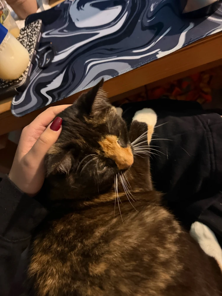 Image uploaded by Vesper