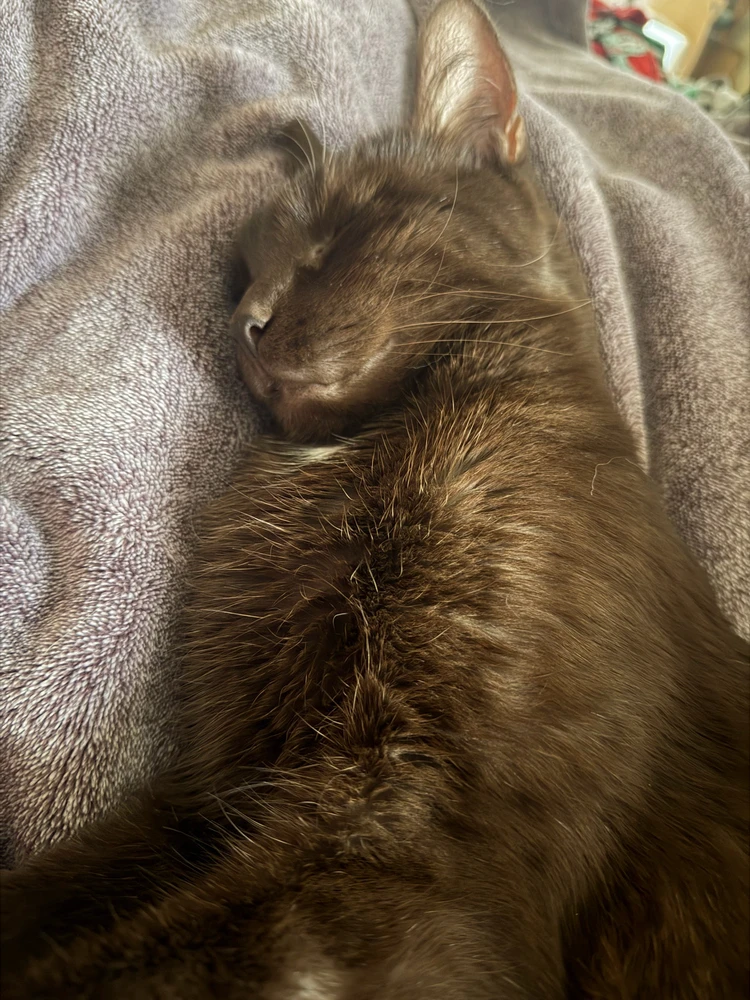 Image uploaded by Vesper