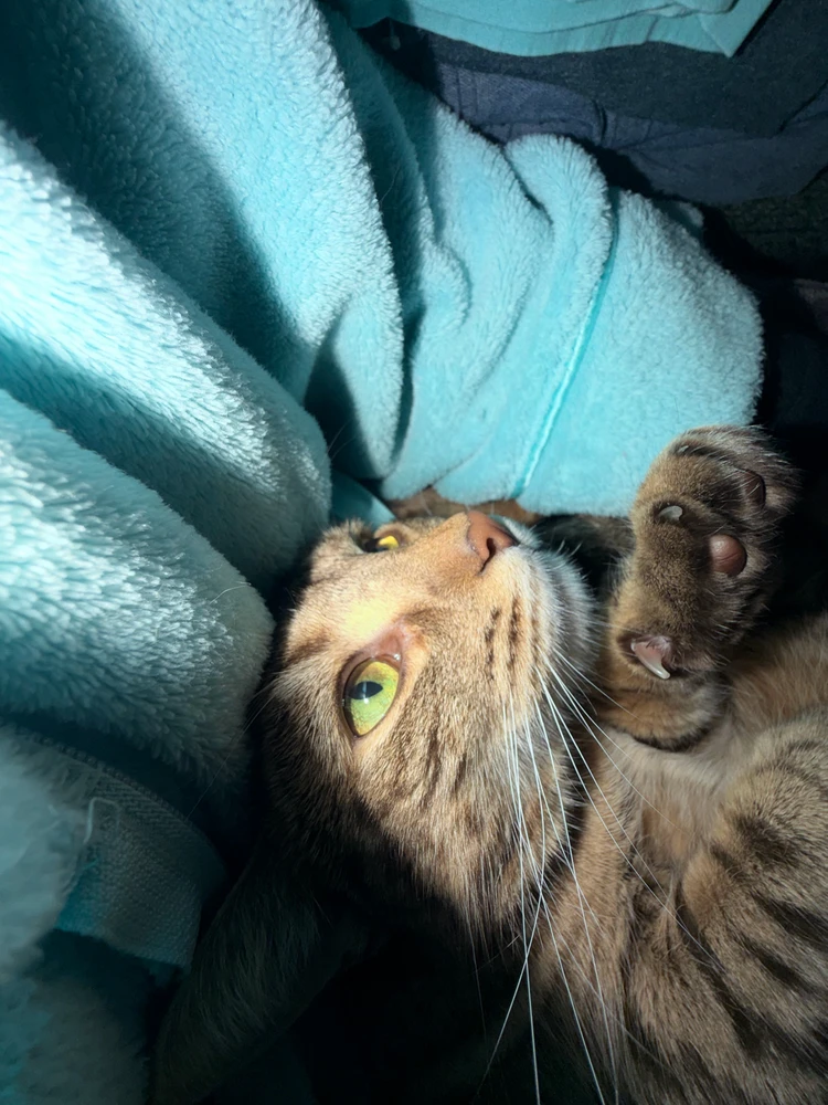 Image uploaded by Vesper