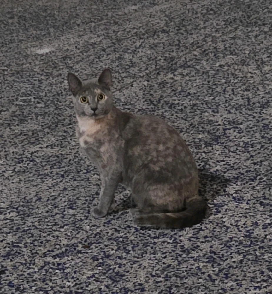 GIF uploaded by Yoli