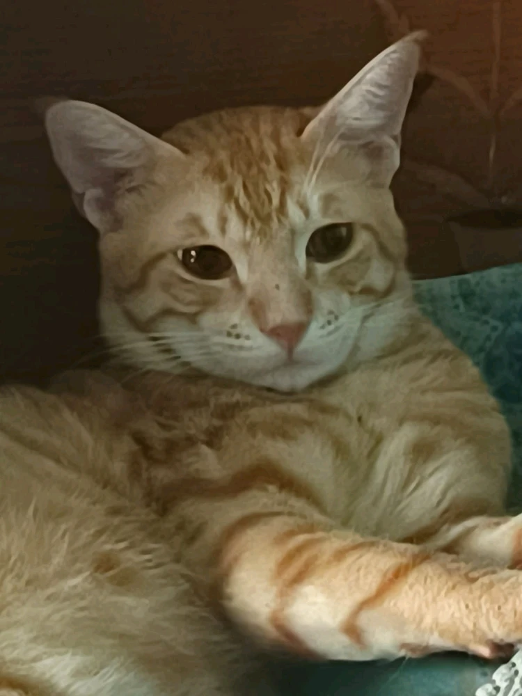 Image uploaded by Lakshya jain