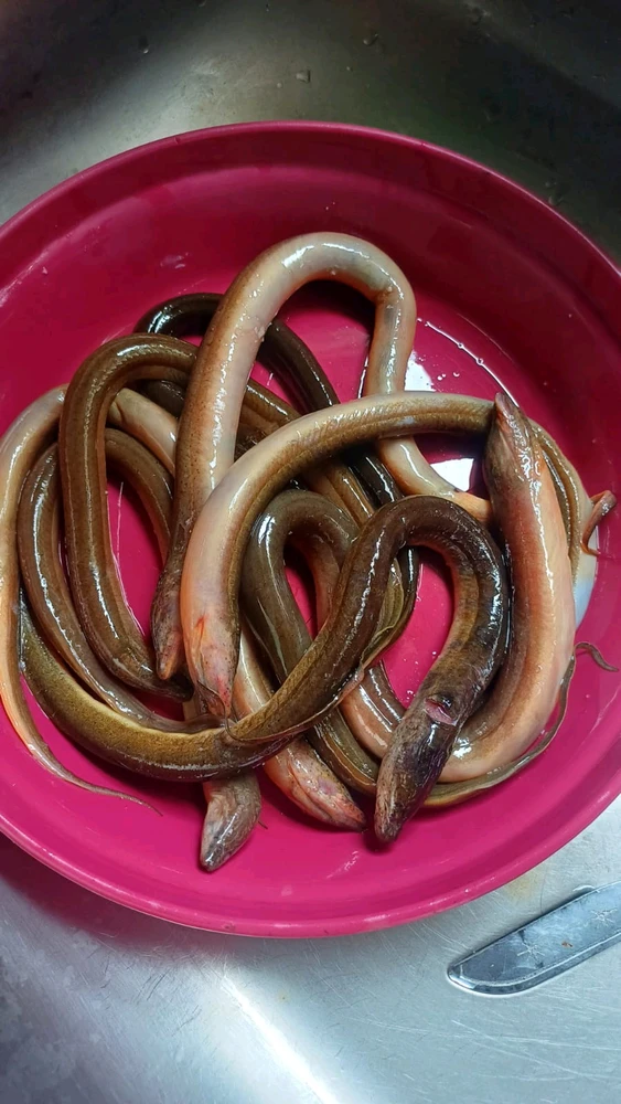 Image uploaded by Chimus