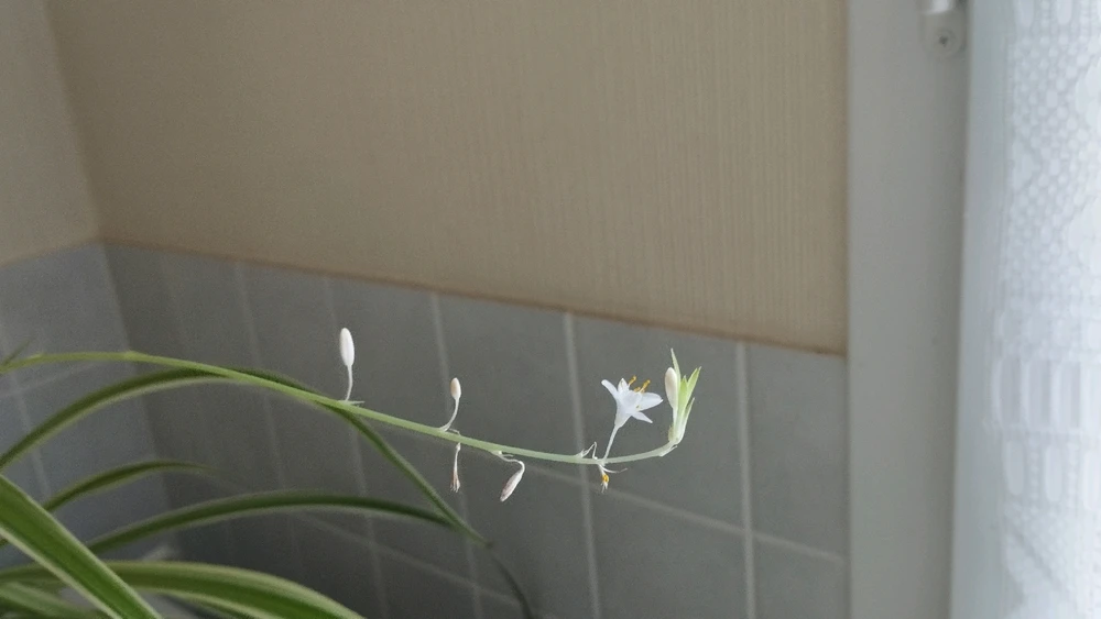 GIF ajouté par Océane 🦋