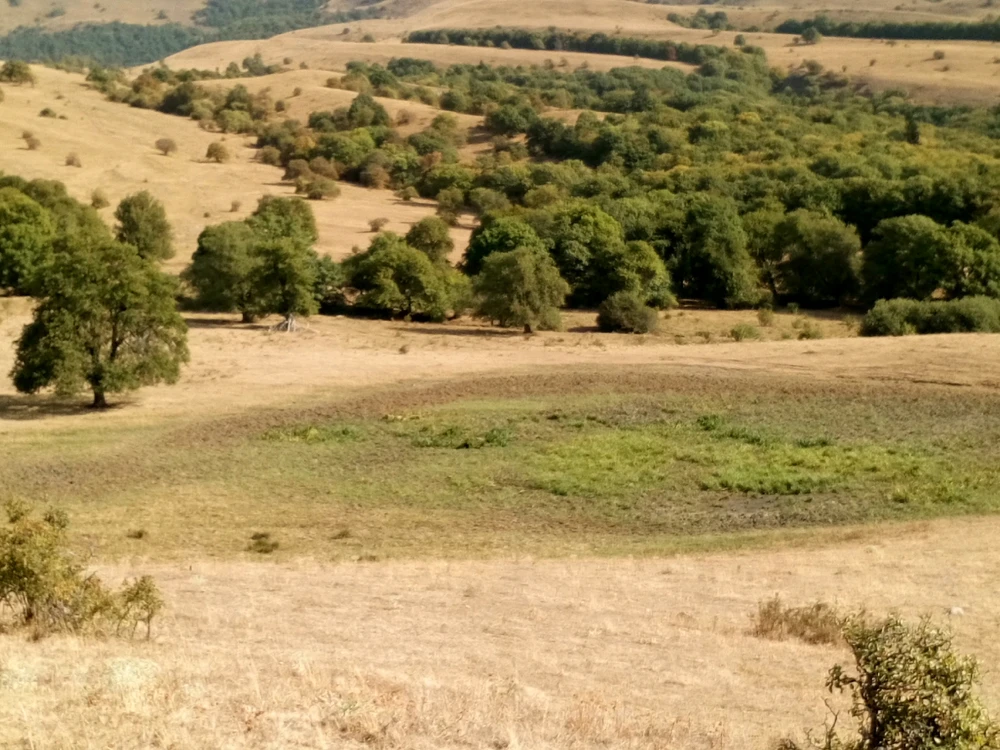 Image uploaded by Nodari