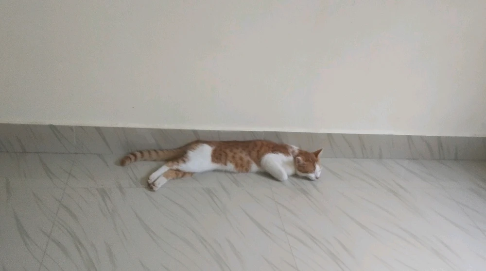 GIF uploaded by chujji