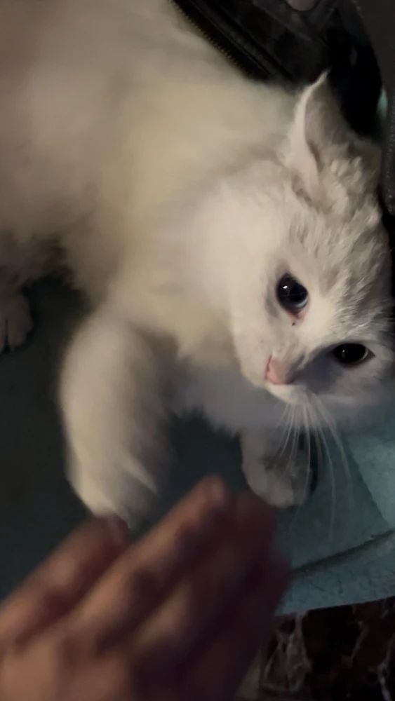 Image uploaded by Mert