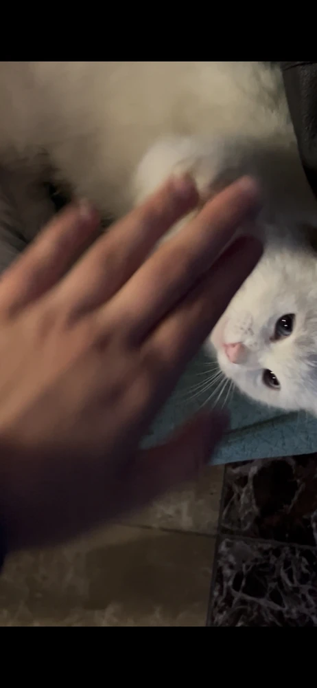 Image uploaded by Mert