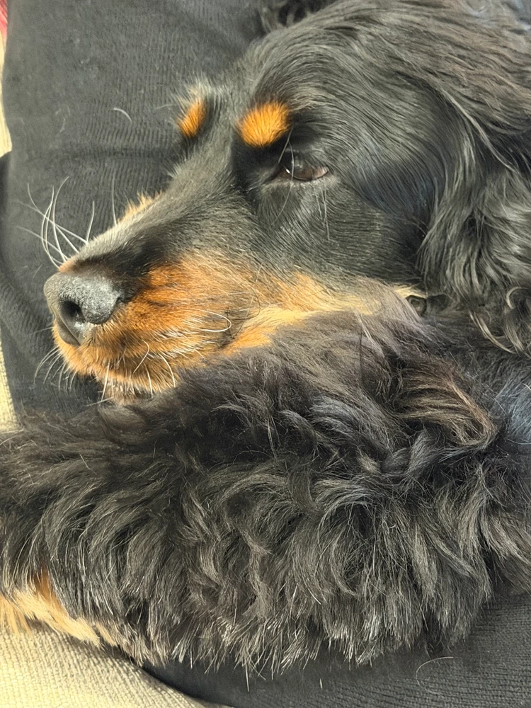 Image uploaded by Diogo