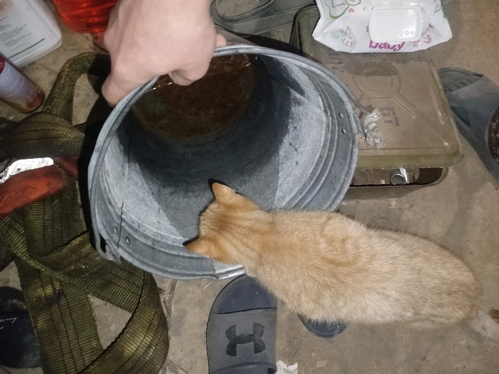 Гіфку завантажив Chief