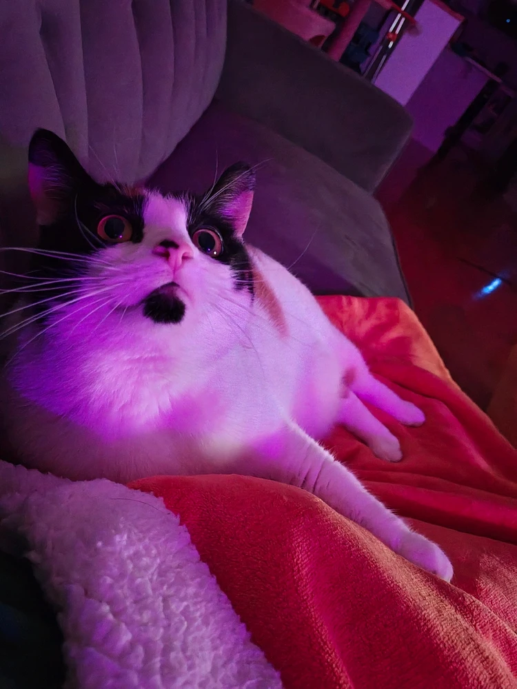 Image uploaded by Charlie