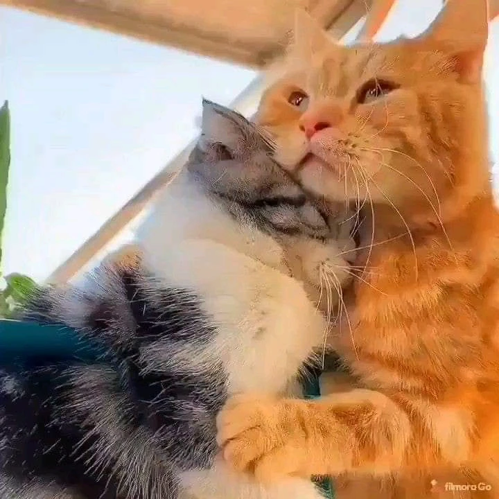 GIF enviado por - Cris 🏳️‍⚧️🩷