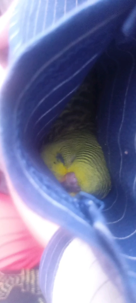 GIF nahrál Kristína