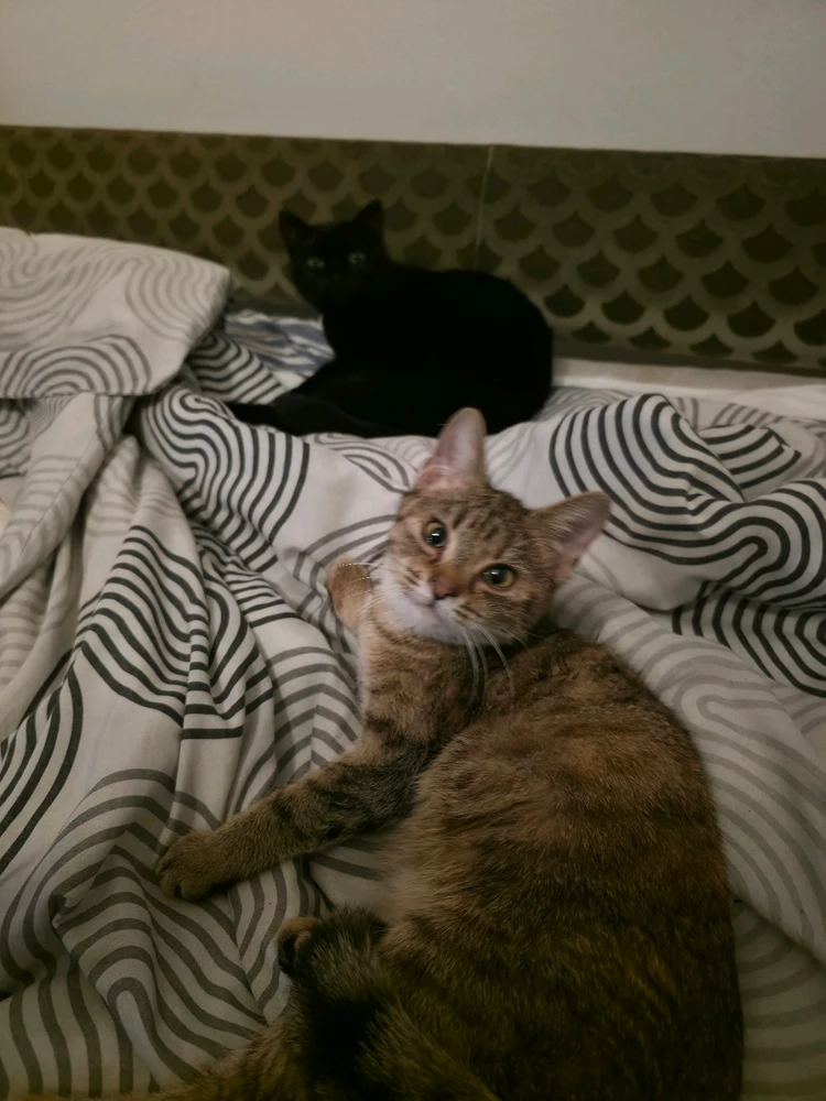 Wahwayvokah által feltöltött GIF