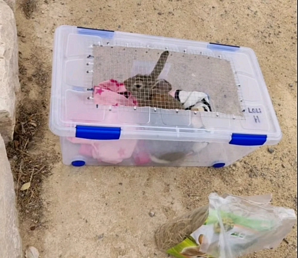 Imagen subida por Michi